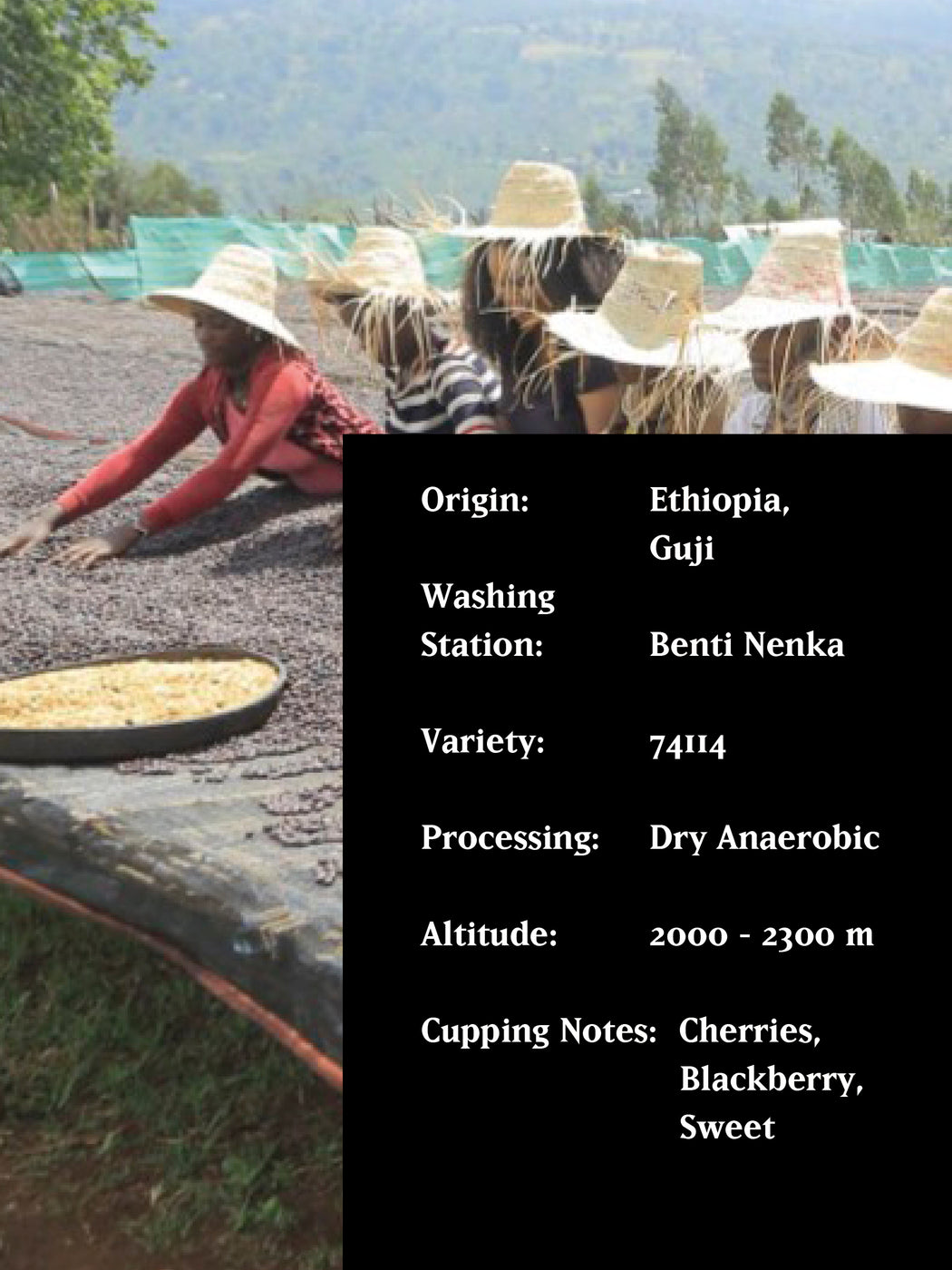BENTI NENKA, ETHIOPIA, DRY ANAEROBIC *MAD PROFESSOR*
