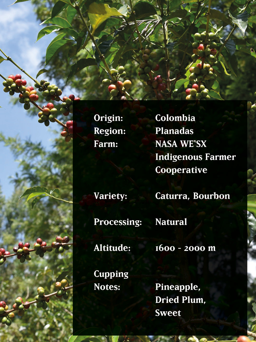 THE FABRICA PROJECT, COLOMBIA, NATURAL, ORGANIC, BY SAIL
