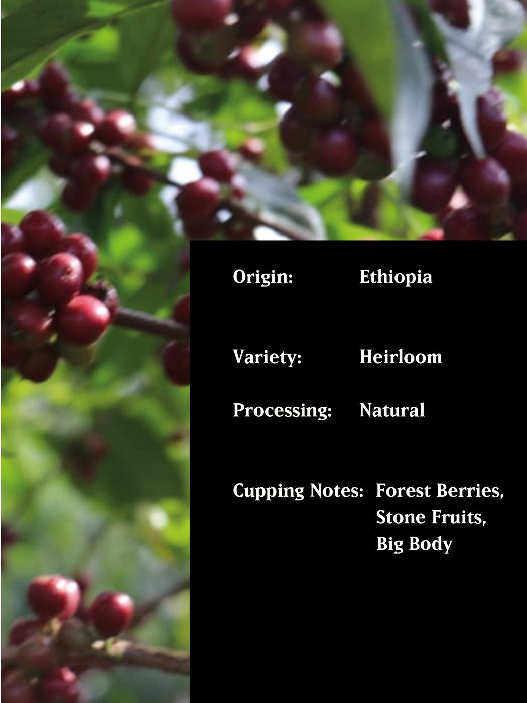 SUPERNATURAL, ETHIOPIA, NATURAL, ORGANIC