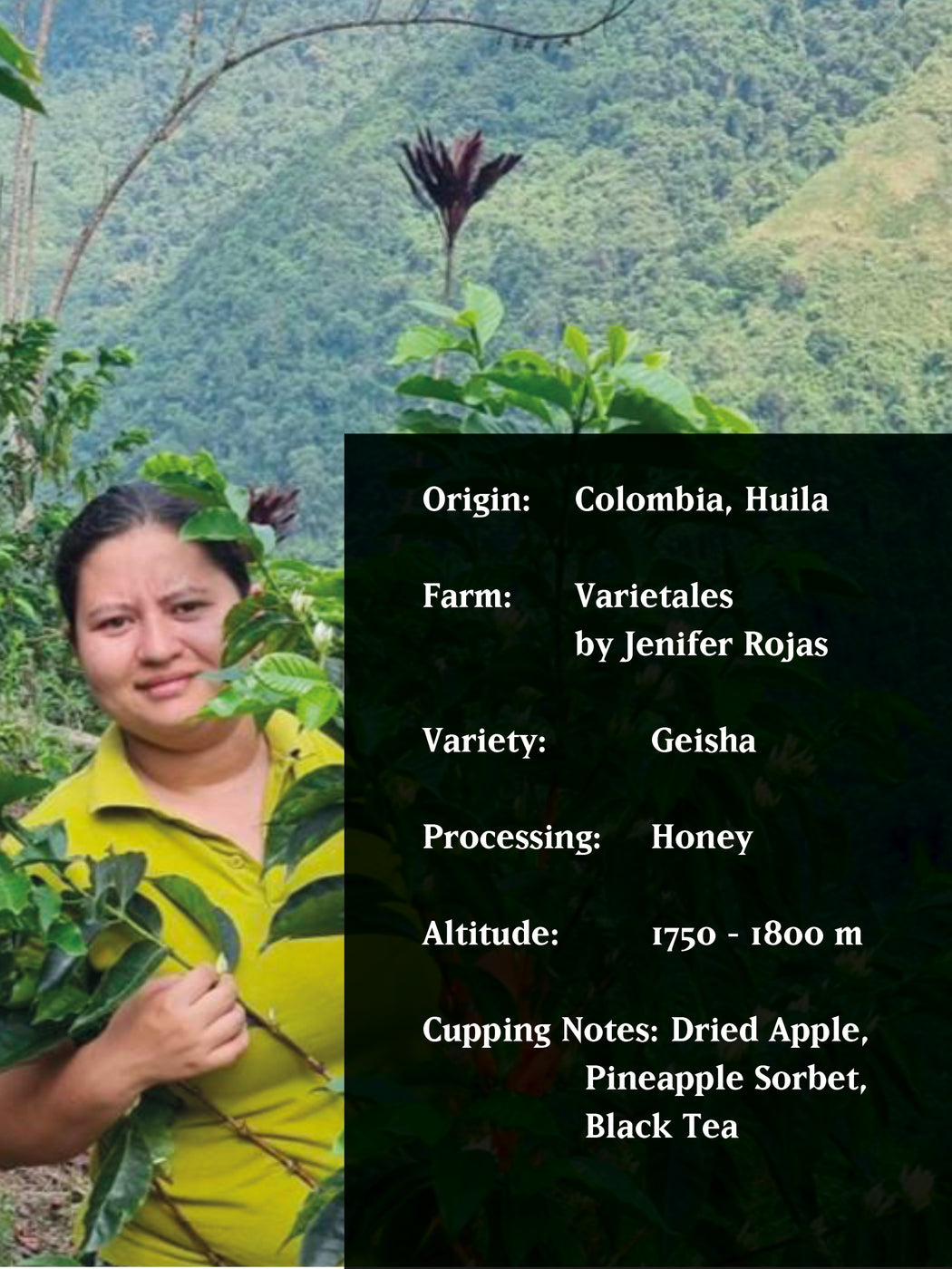 GEISHA HONEY BY JENIFER ROJAS, COLOMBIA