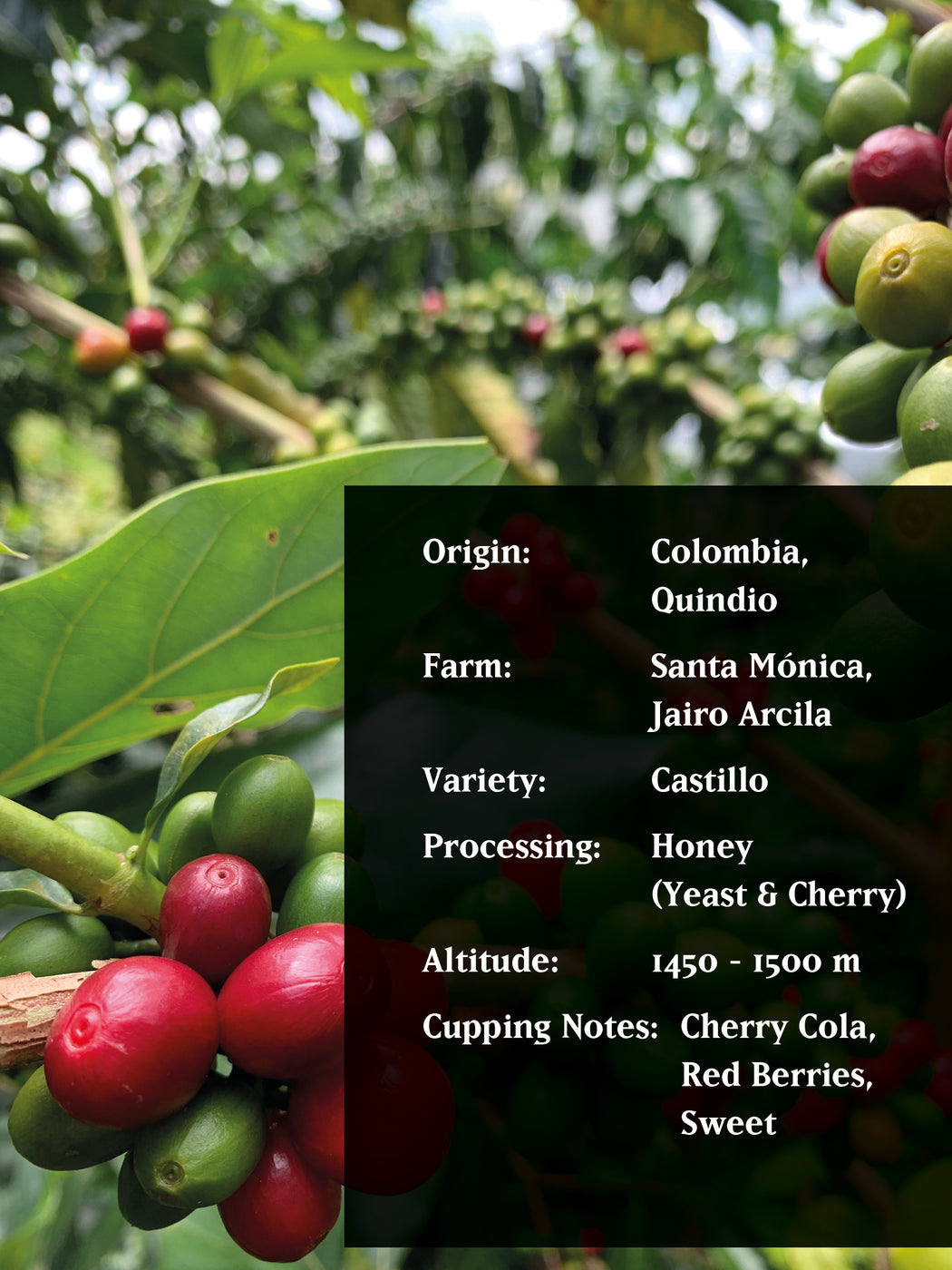 JAIRO ARCILA CHERRY COLOMBIA, HONEY (YEAST / CHERRY) - CHRISTMAS COFFEE