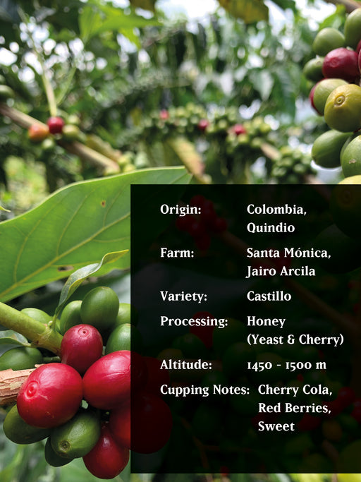 JAIRO ARCILA CHERRY COLOMBIA, HONEY (YEAST / CHERRY) - CHRISTMAS COFFEE