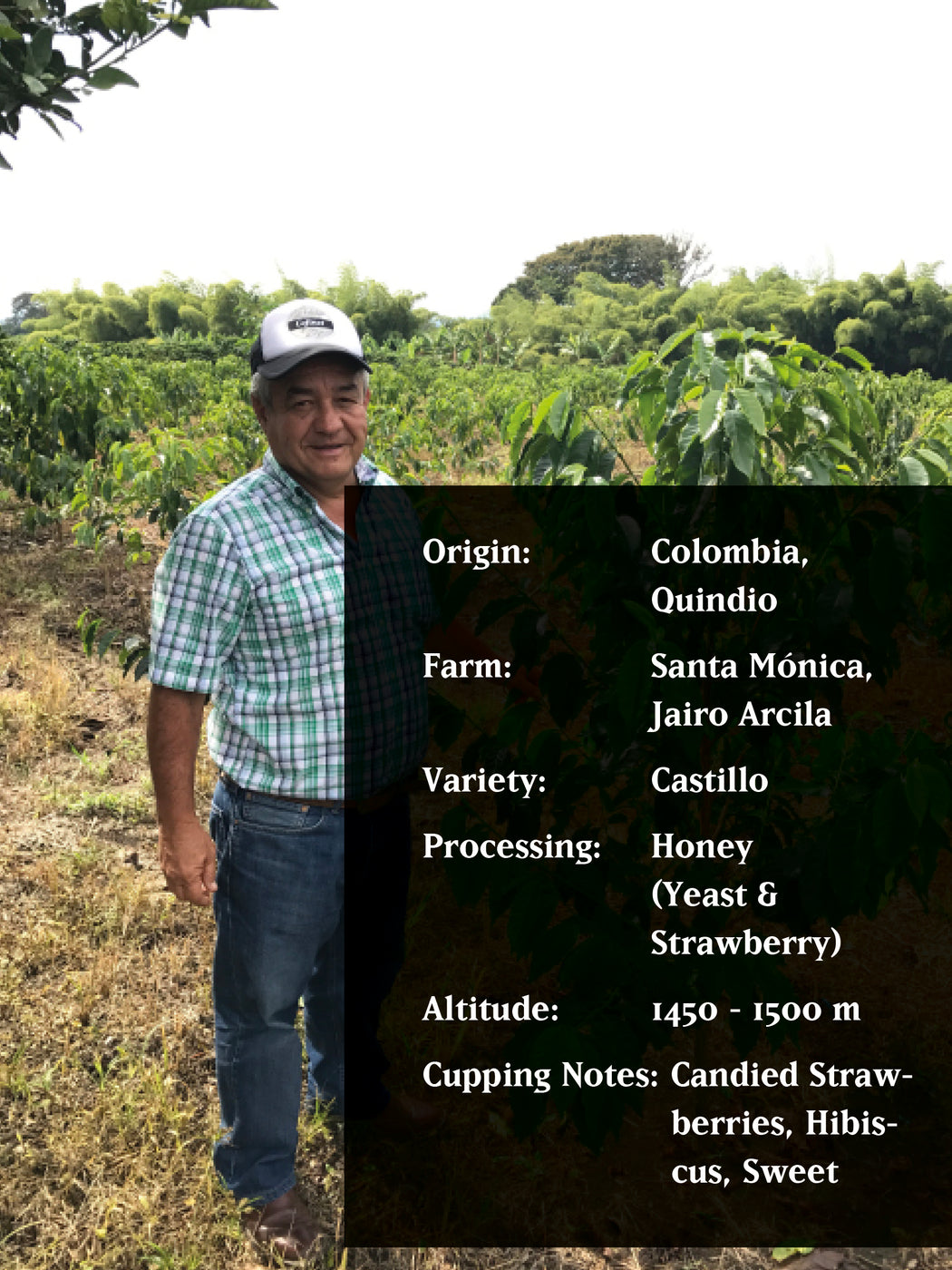 JAIRO ARCILA STRAWBERRY, COLOMBIA, HONEY (YEAST / STRAWBERRY)