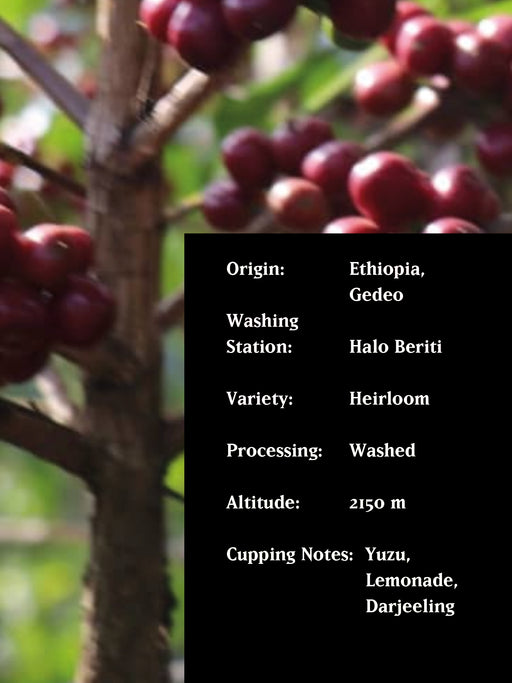 MAGARRISSA HALO, ETHIOPIA, WASHED