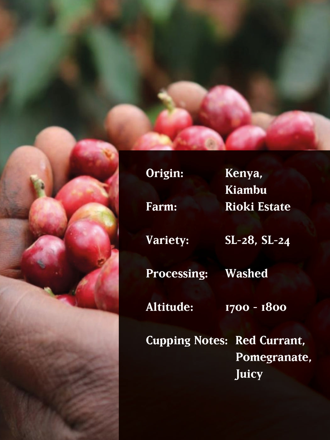 RIOKI PEABERRY, KENYA, WASHED