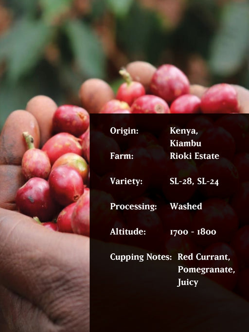 RIOKI PEABERRY, KENYA, WASHED