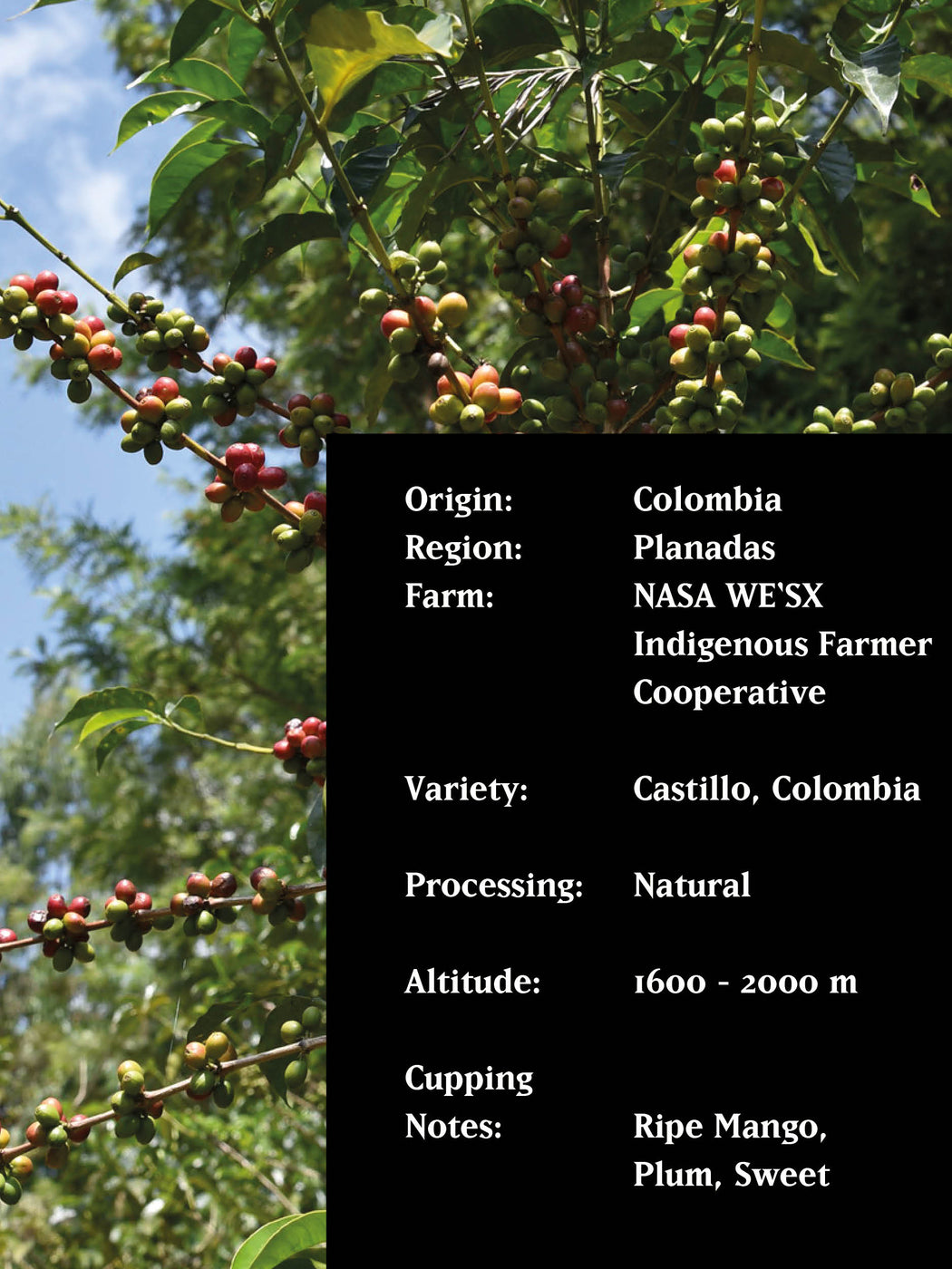 THE FABRICA PROJECT, COLOMBIA, NATURAL, ORGANIC