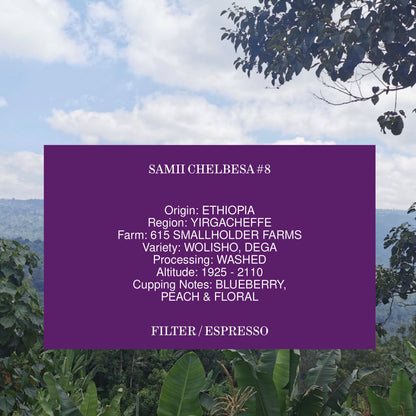 SAMII CHELBESA #8, ETHIOPIA, WASHED (Pre-Order)