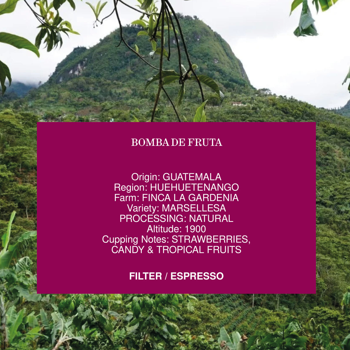 BOMBA DE FRUTA, GUATEMALA NATURAL