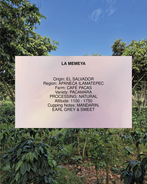 LA MEMEYA, EL SALVADOR, NATURAL *TANTALUM EDITION*