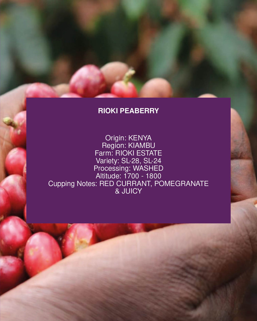 RIOKI PEABERRY, KENYA, WASHED
