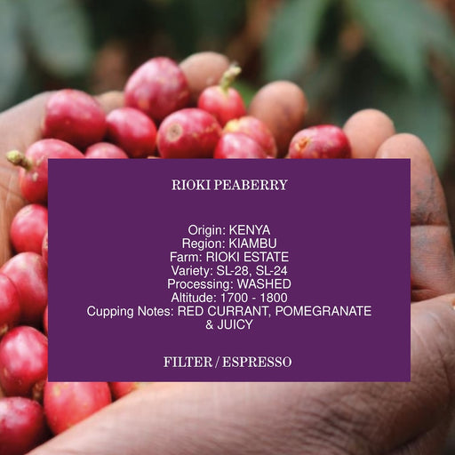 RIOKI PEABERRY, KENYA, WASHED
