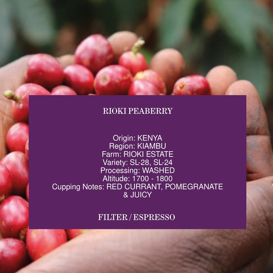 RIOKI PEABERRY, KENYA, WASHED