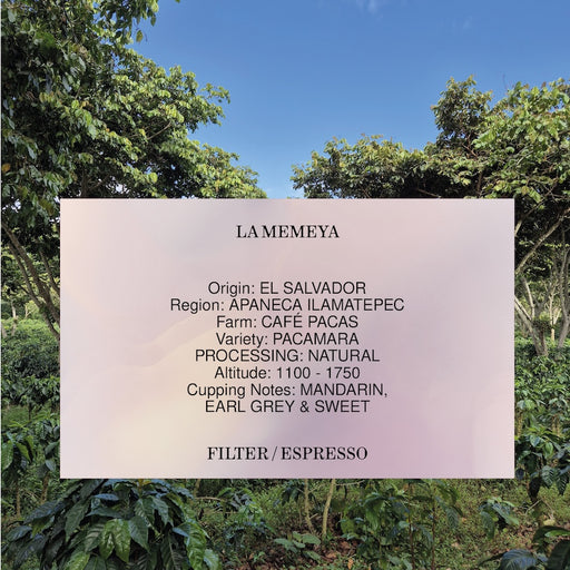 LA MEMEYA, EL SALVADOR, NATURAL *TANTALUM EDITION*